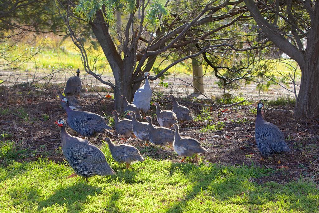 Riversdale Estate Cottages ケンブリッジ エクステリア 写真